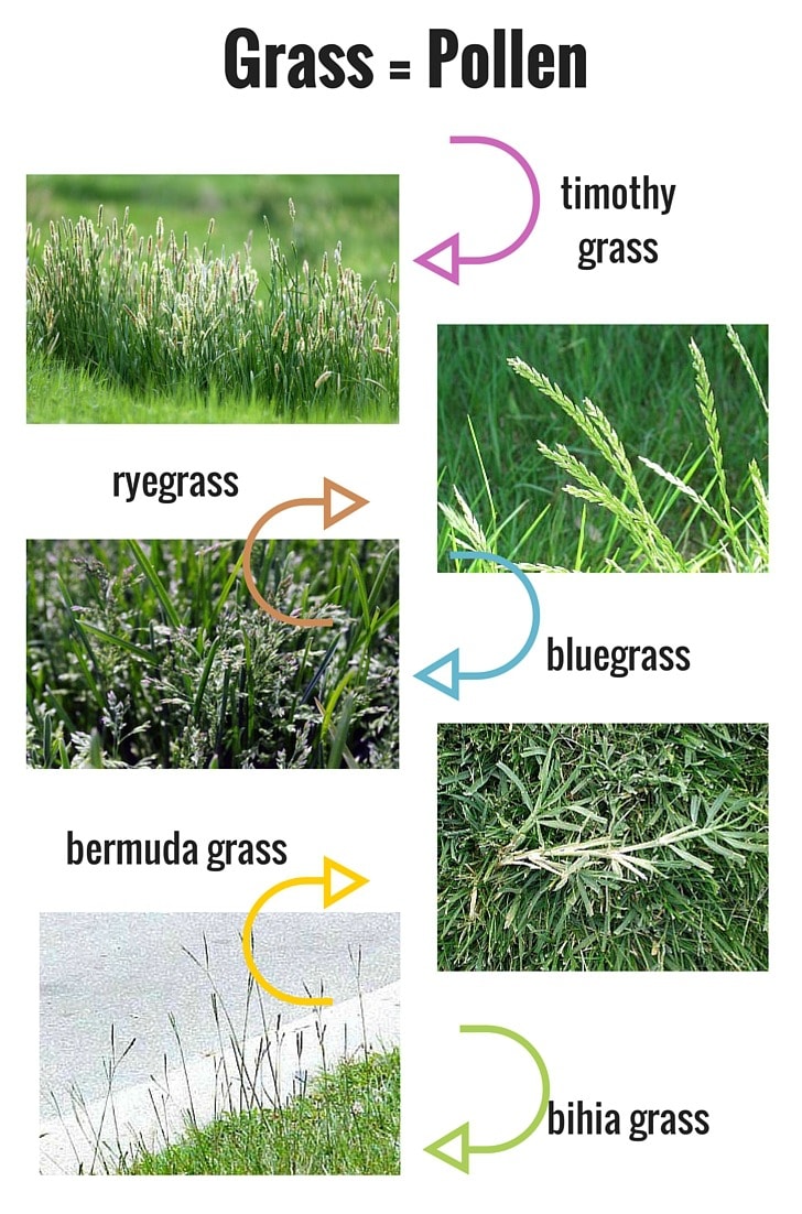 1 Grass that causes pollen, Savvy Cleaner