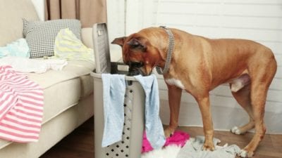 Dog searches hamper, cleaning clients too comfortable