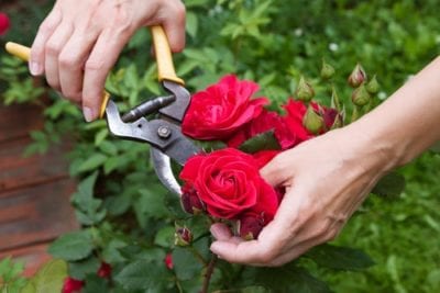 Woman cutting roses