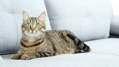 Pet hair on couch with cat sitting there