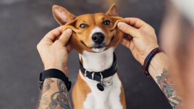 Prejudice - mans arms with tattoos petting dog
