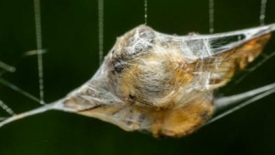 spider web vs. cobweb, spiderwebs, cobwebs bug caught in web