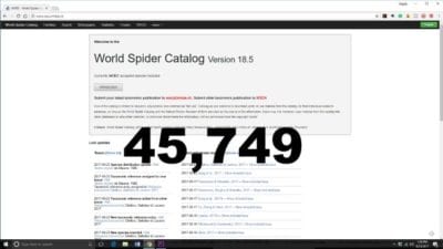 spider web vs. cobweb the world spider catalog