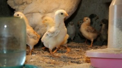 Animal Hoarders, baby chicks in laundry room