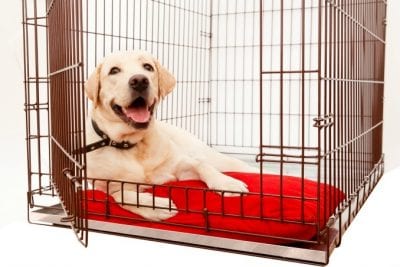 Crate that animal big dog in crate