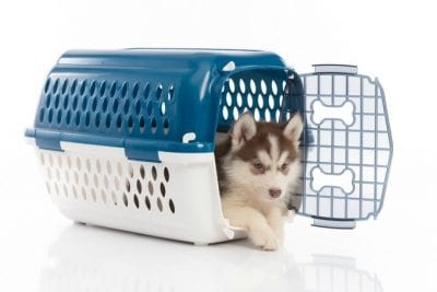 Crate that animal husky in crate