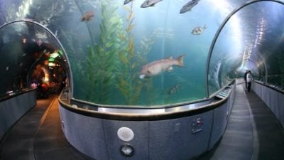 Sharkproof inside fish aquarium