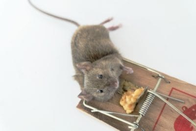 Dog Poo, Mouse poo, Mouse caught in a trap