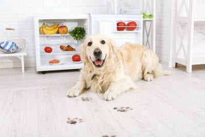 Dirty Dog Paws, Dog Sitting on Floor with Muddy Footprints