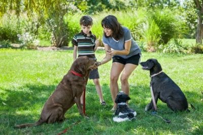 Dirty Dog Paws, Three Dogs Being Trained By Mother and Son