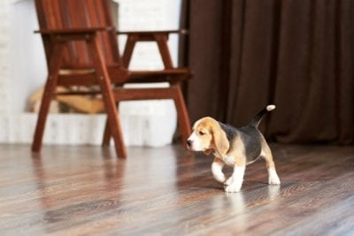 Hardwood Floor Secrets, Dog Walking on Wood Floor