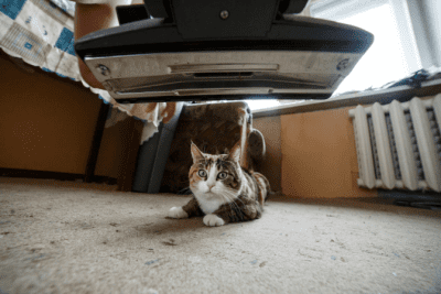 How COVID Changed House Cleaning Forever, Cat Looking at Vacuum