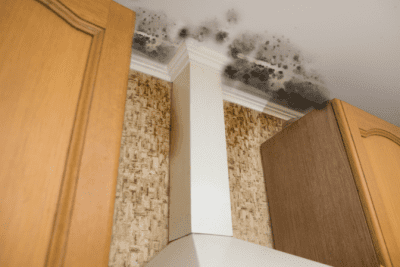 Mold and Mildew, Mold in Ceiling