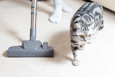 Organize Your Cleaning Car, Vacuum and Cat